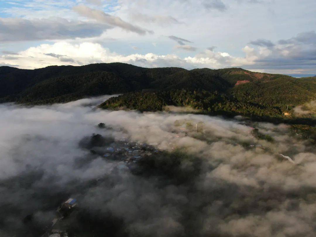 山寨云雾美
