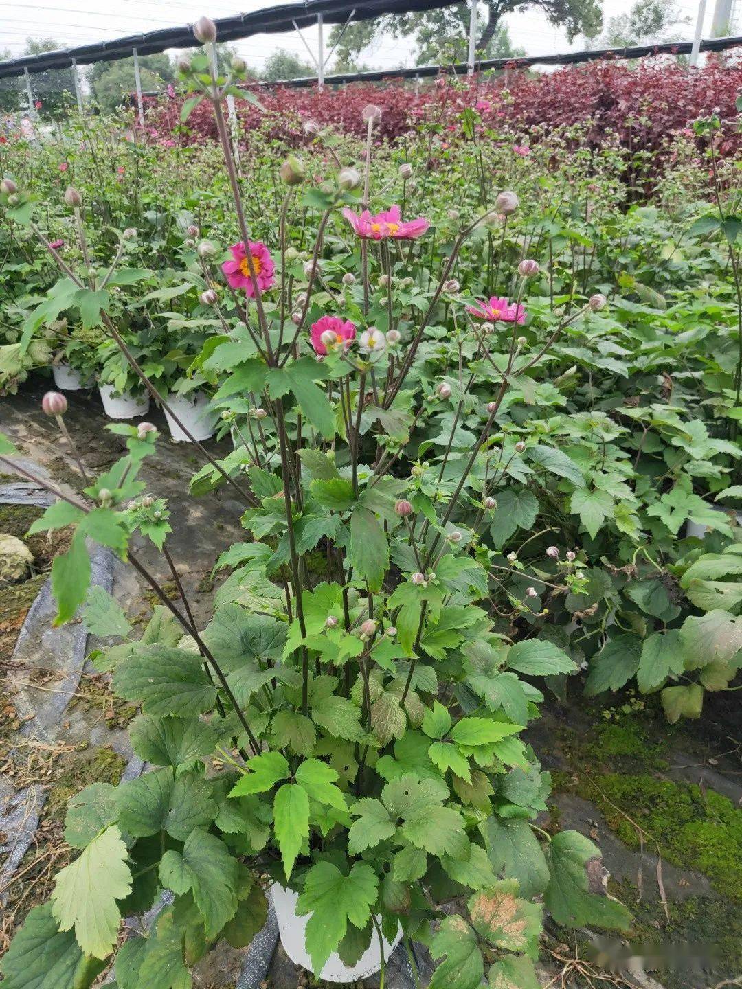 秋季花坛花境应用品种推荐