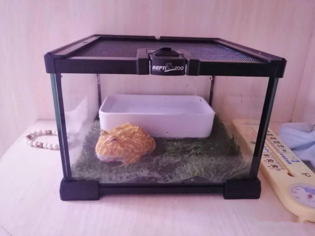 角蛙饲养箱布置图图片