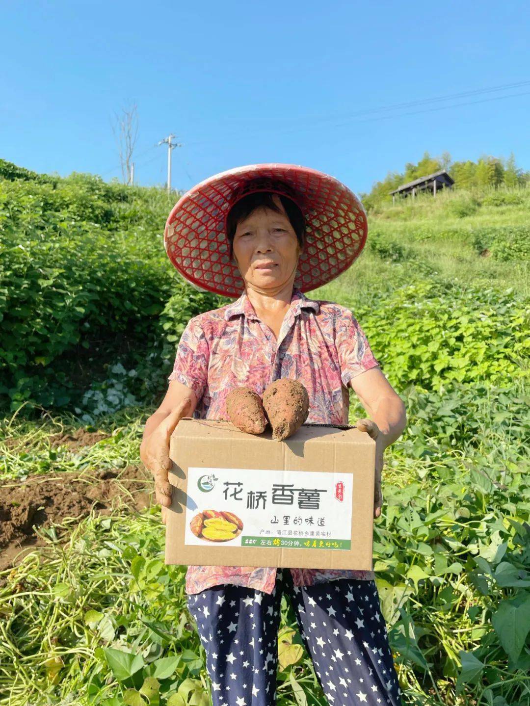 现挖现发,新鲜到家_番薯