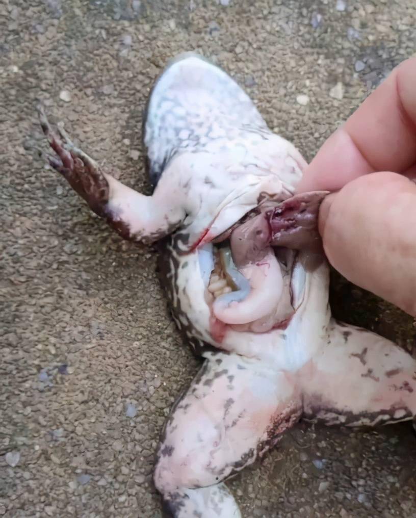 牛蛙养殖不易环保审批严格病害频繁歪头病首当其冲