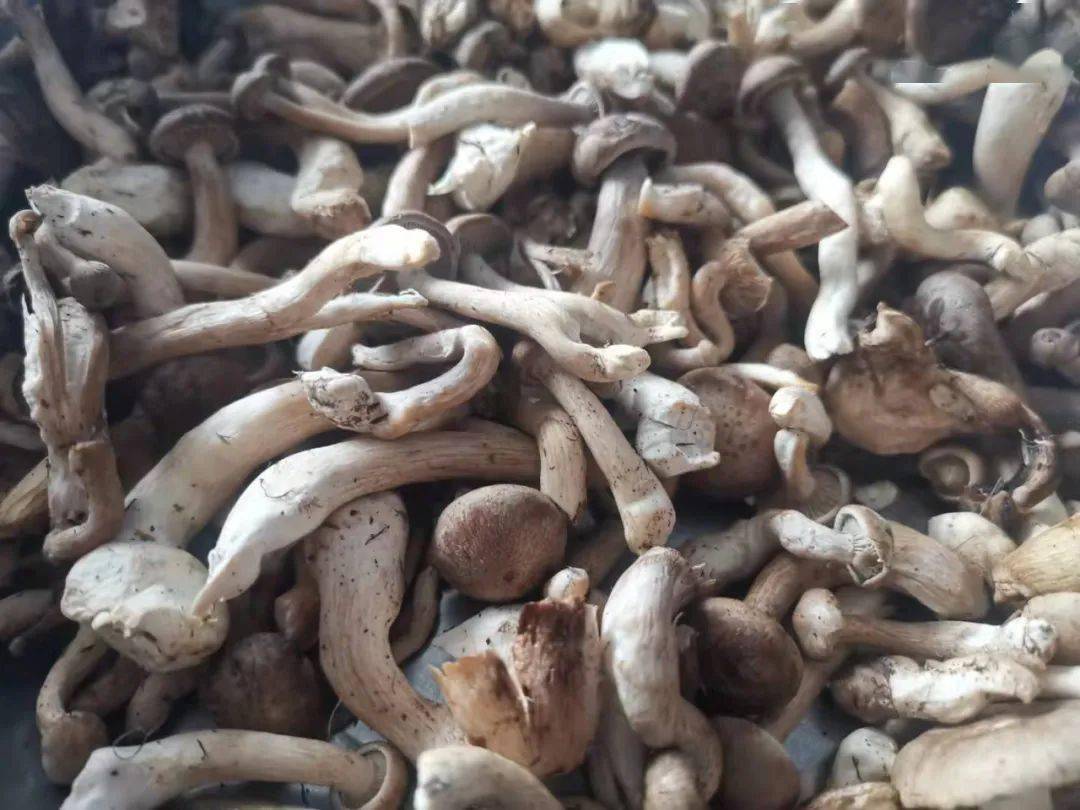 哇塞咱林区人采的路基蘑原来大有来头