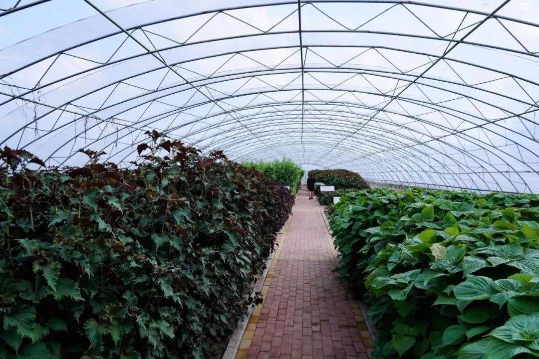 黑龙江桦南:中国紫苏之乡 那山那田那片紫苏_种植