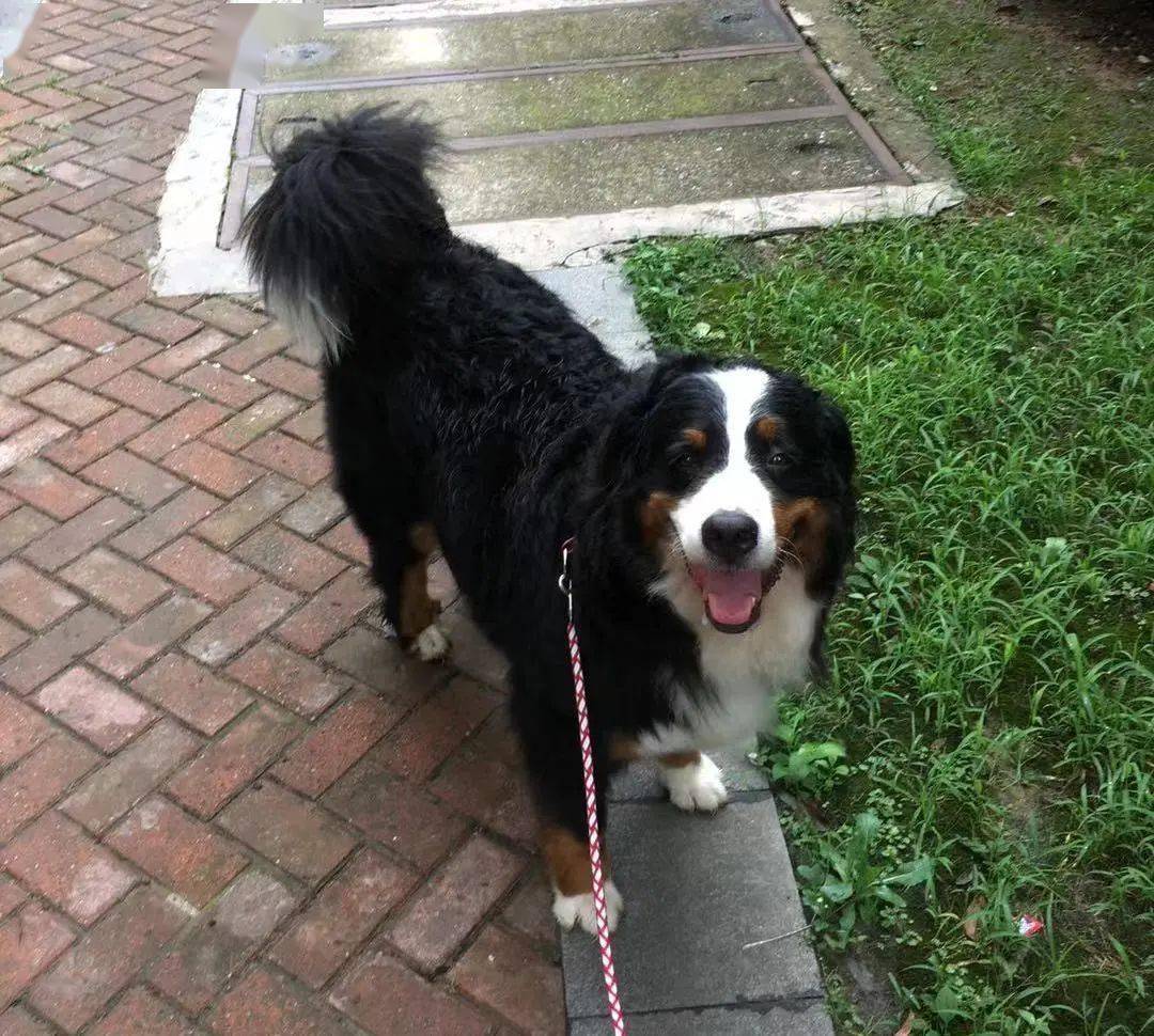 时间|狗狗真能无障碍交流??偷学5招轻松搞定「学渣狗狗」!