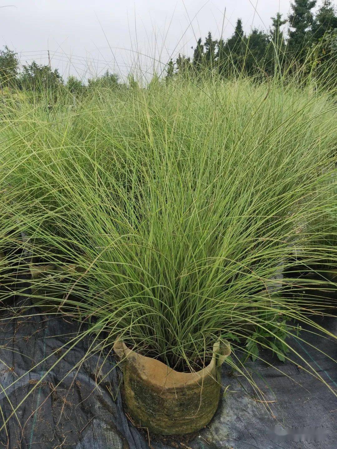 可供规格:30*25美植袋细叶芒可供规格:25*20美植袋蓝雪花最新苗况可供