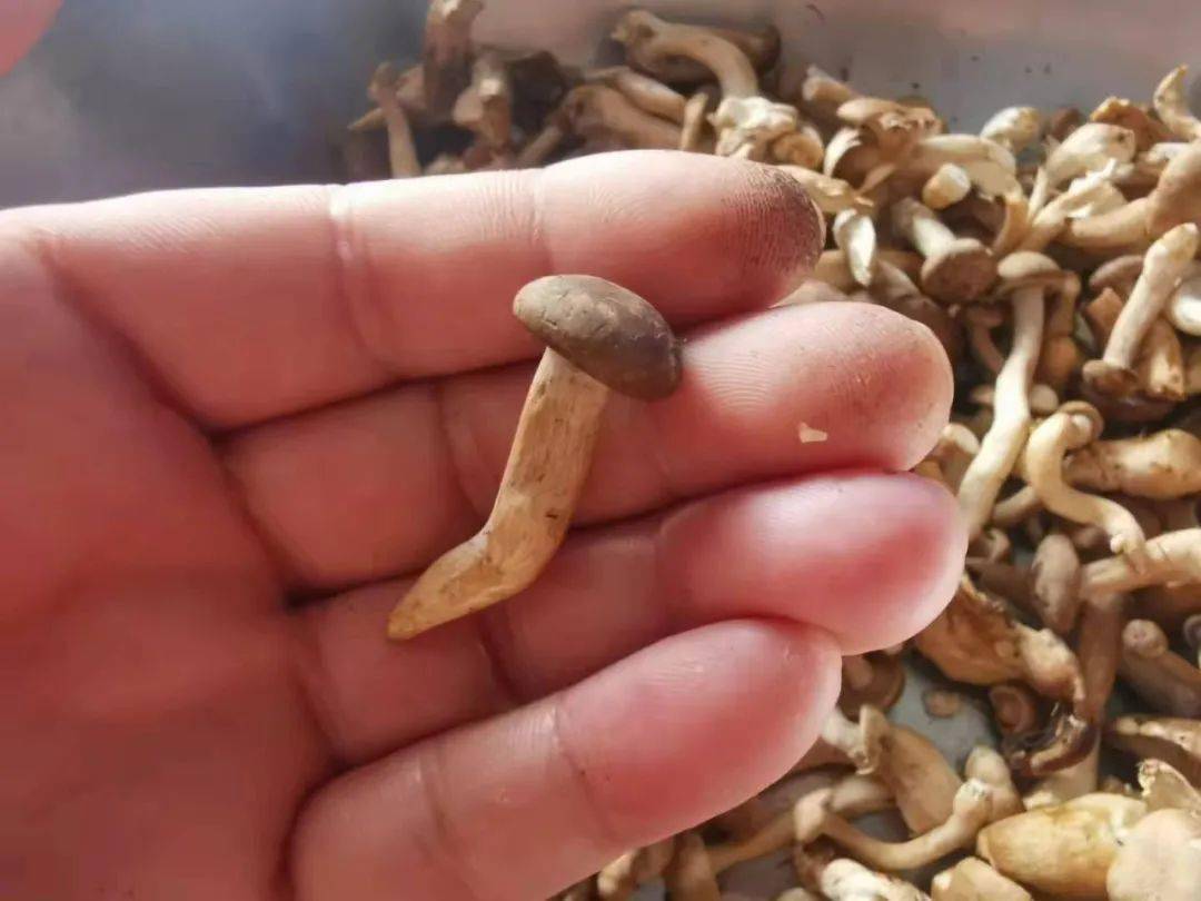 哇塞咱林区人采的路基蘑原来大有来头