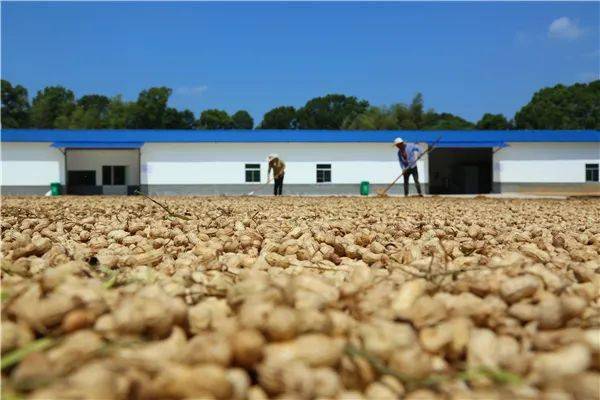 【真抓实干 奋勇争先】中路铺镇柳桥村:机械化助力千亩小籽花生采摘