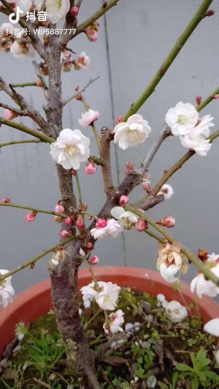 玉蝶白梅正在直播