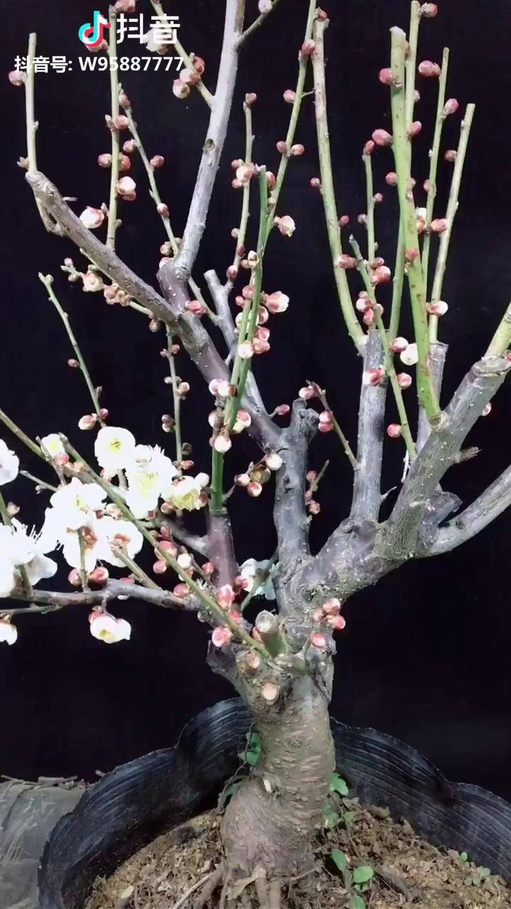 直播开始玉蝶白梅味道非常香