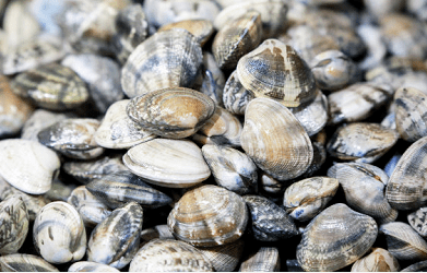 连江又到一年采收季花蛤大量上市