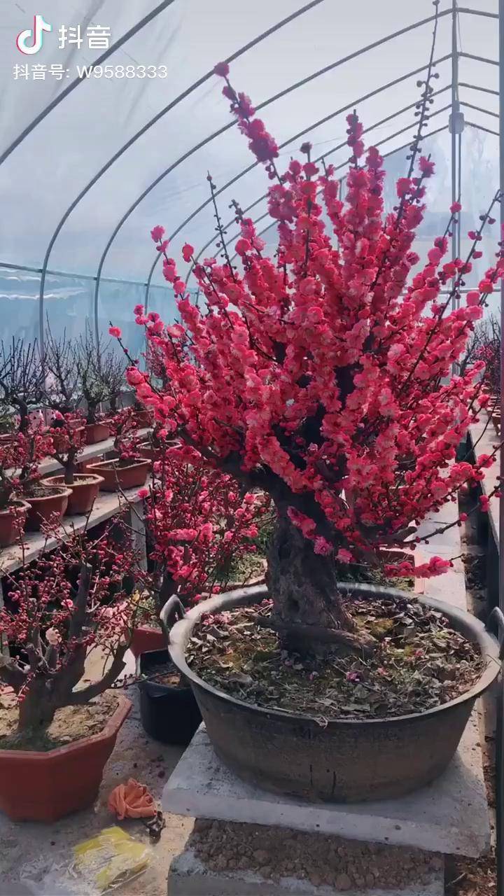 红梅绿梅朱砂梅乌梅骨里红宫粉梅