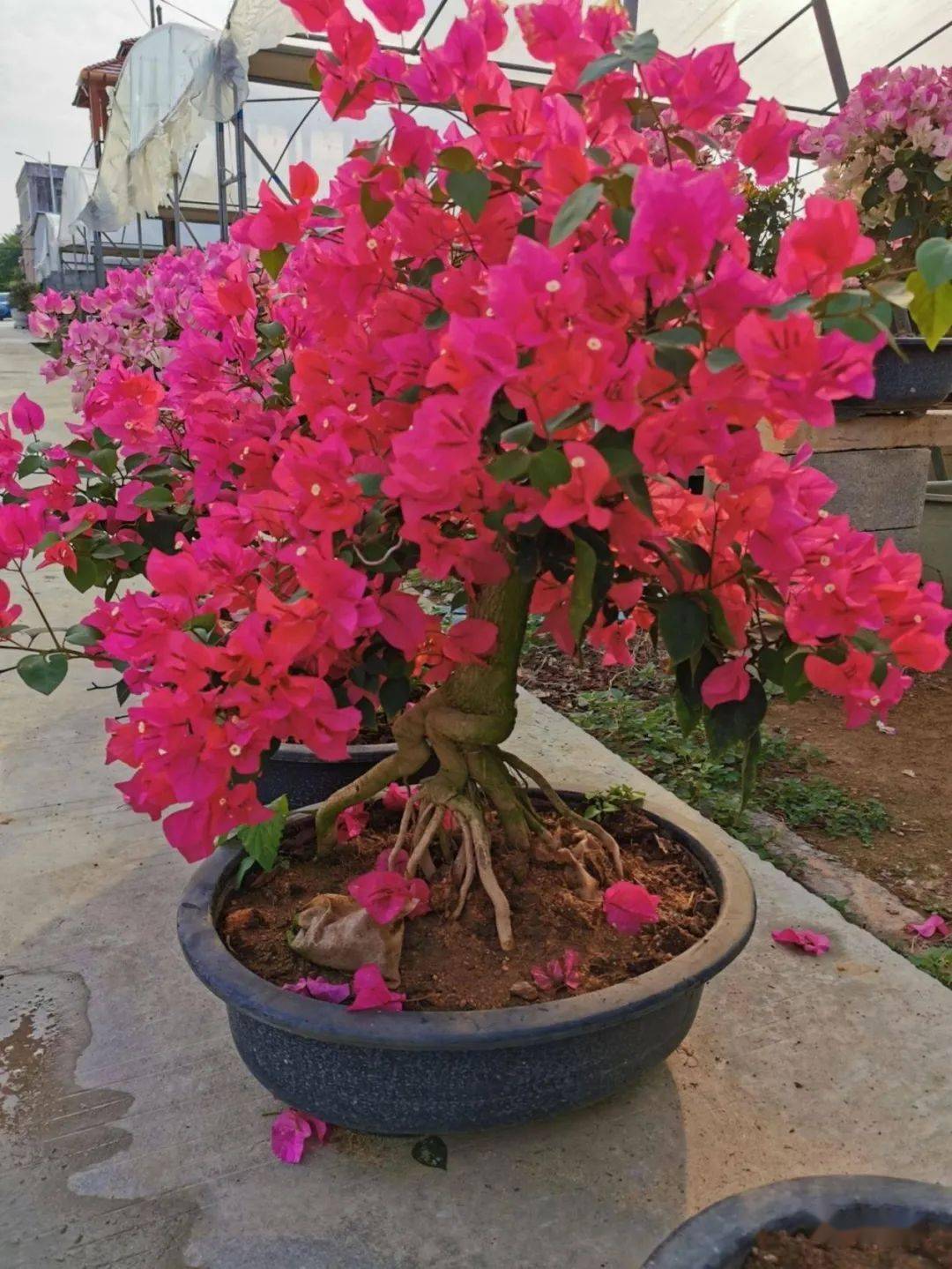 精品三角梅室内外盆栽 9b9b09b1aaf94588bebf45d25daf0a75.jpeg