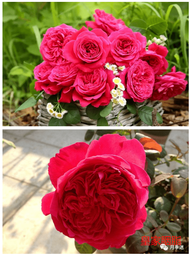 看图识花皇家胭脂vs秋日胭脂月季你更钟爱哪一款