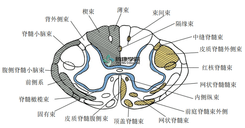 疼痛解剖学|脊髓的结构_灰质