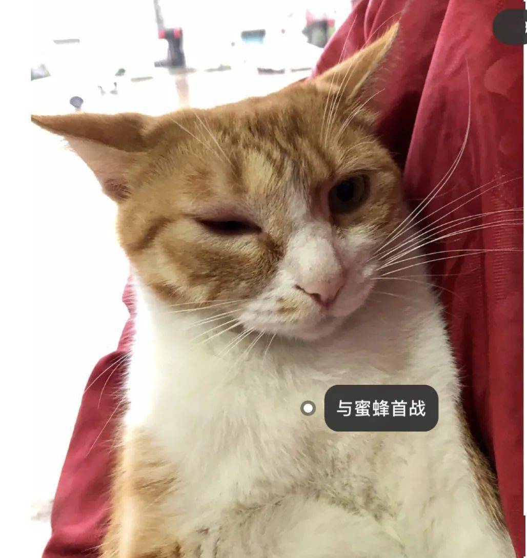 心疼,小猫咪被蜜蜂蛰成了蓝精灵!