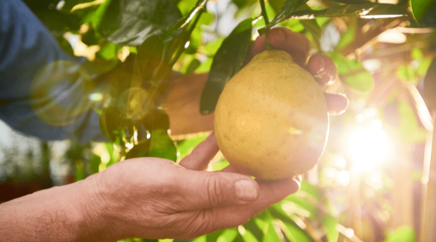 鸭梨|你知道吗？9月份必做的事是这个→