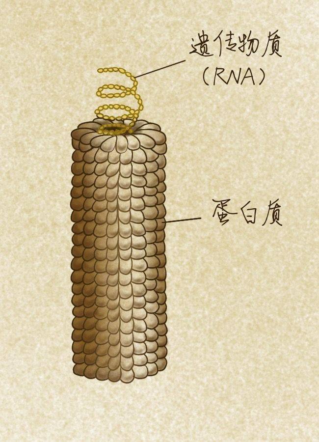 德国科学家考施才第一次在电镜下直接观察到了烟草花叶病毒的"真容"