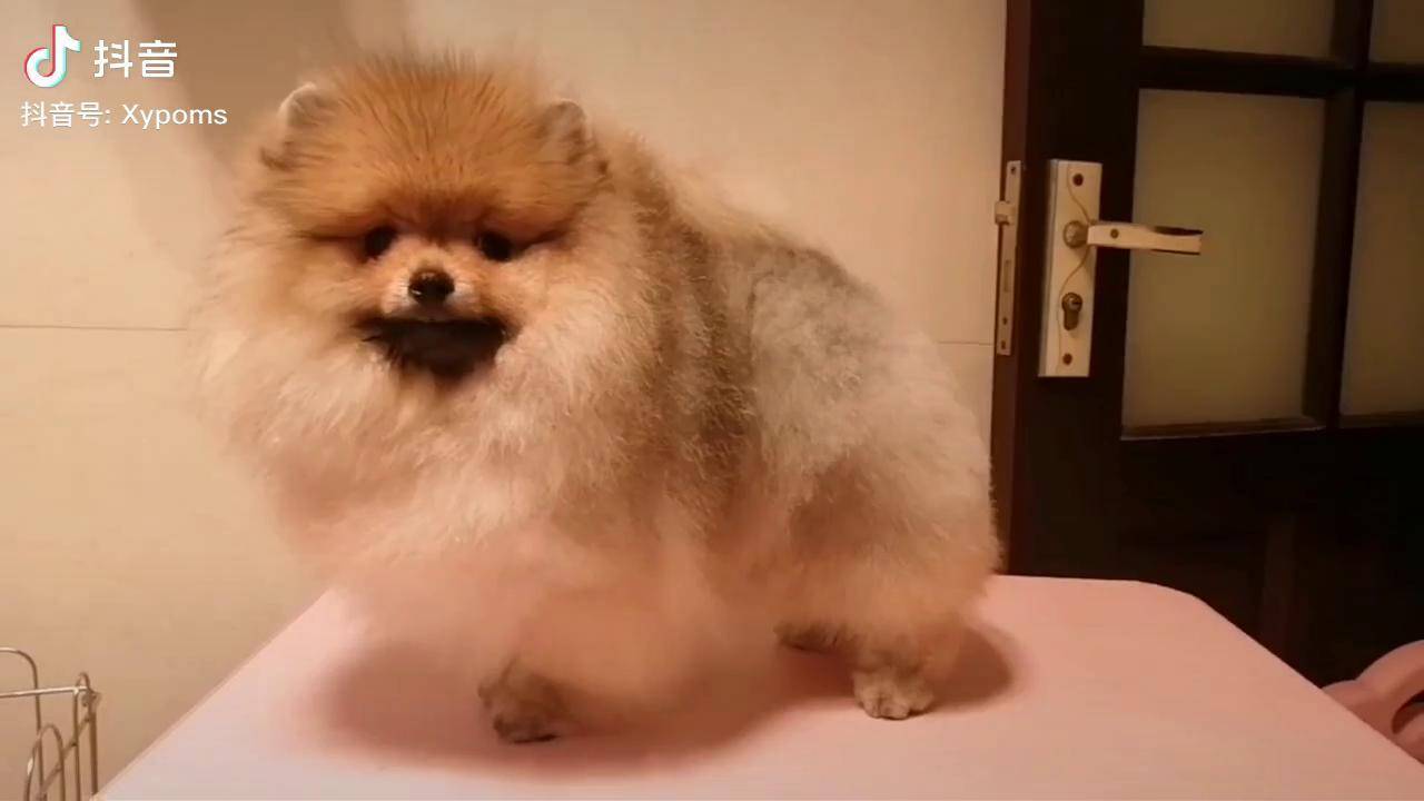 纯种博美双血统博美黄博美