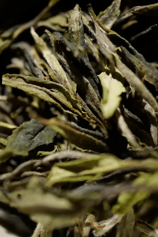 转正史i建阳白茶