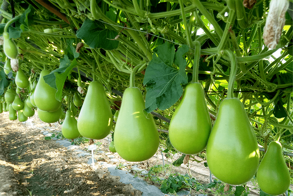 广受农户欢迎亩产高达9600多斤这个瓠瓜品种丰产稳产抗性极强