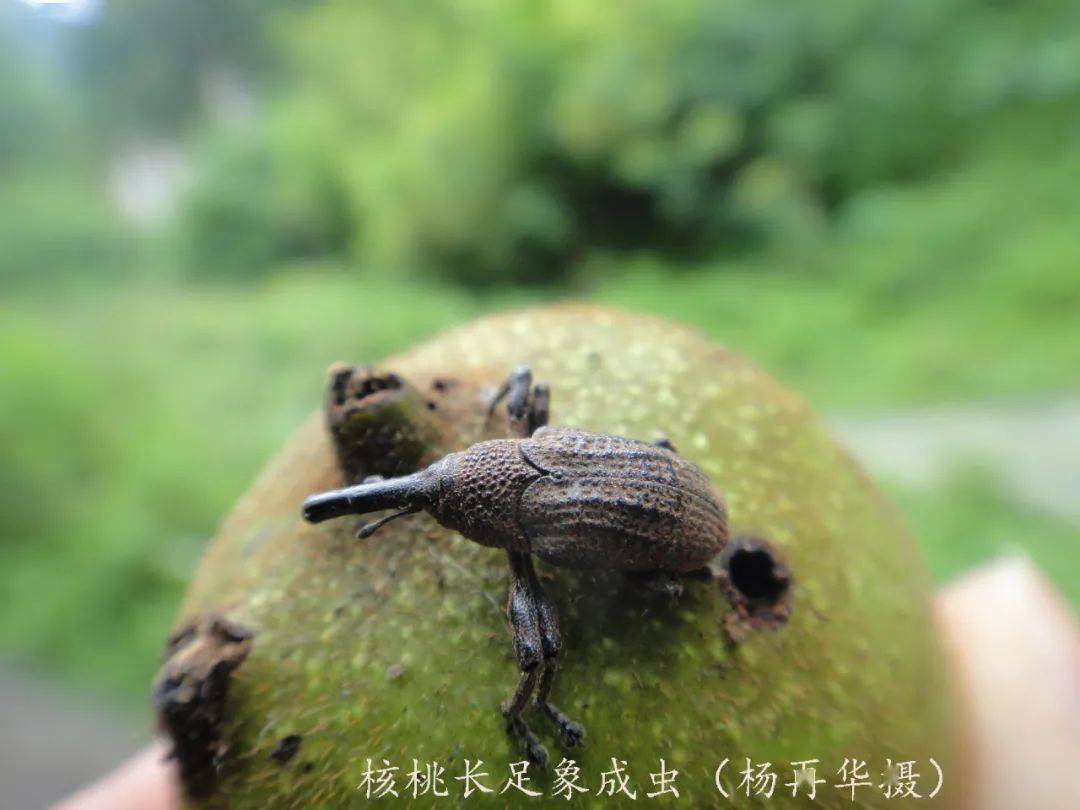 科普核桃果园管理之病虫害绿色防控