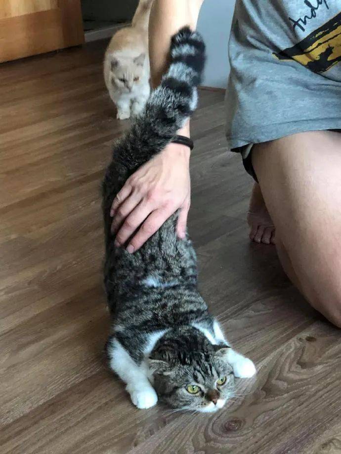 只要一摸猫咪，猫咪就把喜欢把屁股撅起来