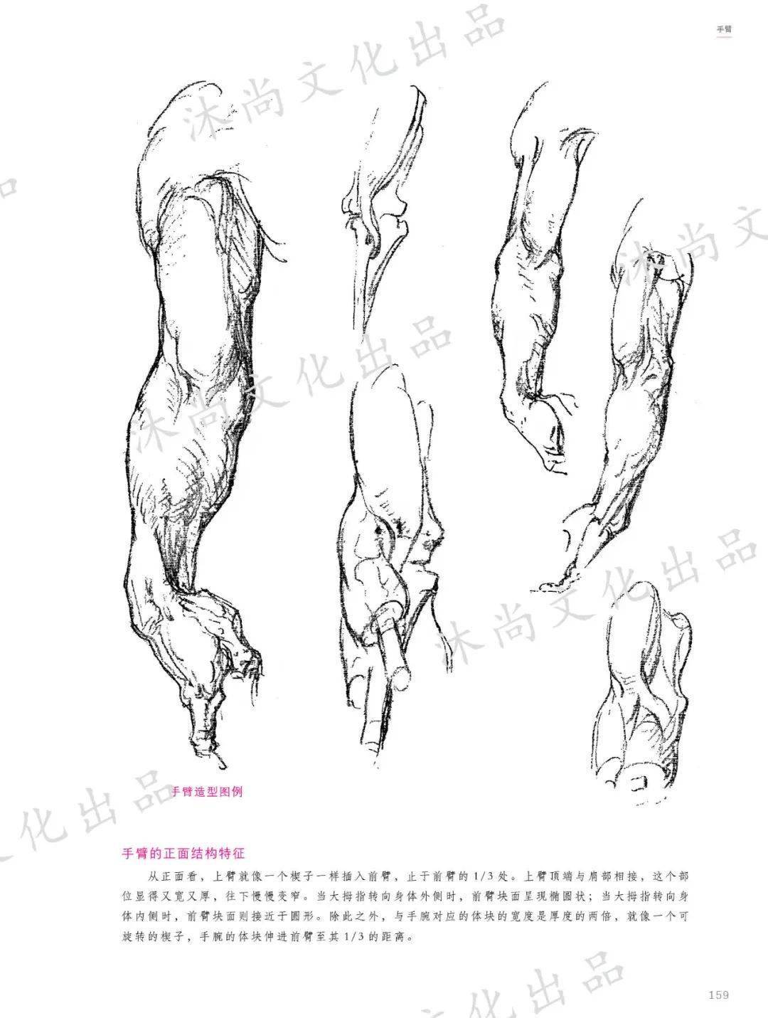 伯裡曼人體結構繪畫教程