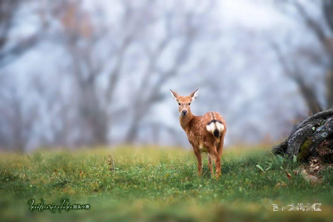 惊喜仙鹿迷踪现身四方顶