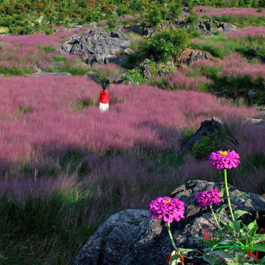 叠石花谷那一抹迷人的粉黛再次袭来