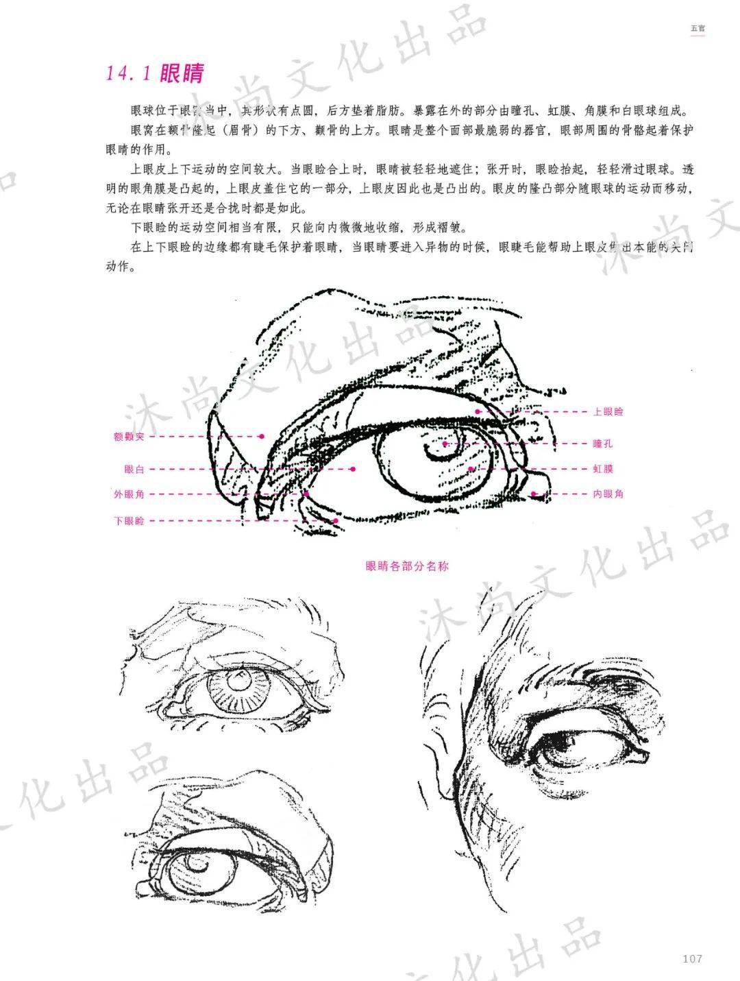 《伯里曼人体结构绘画教程》