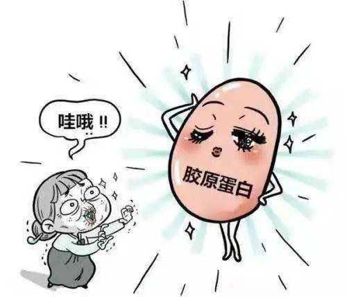 补充|都说“吃啥补啥”……吃胶原蛋白能补胶原蛋白吗？｜团团健康小课堂