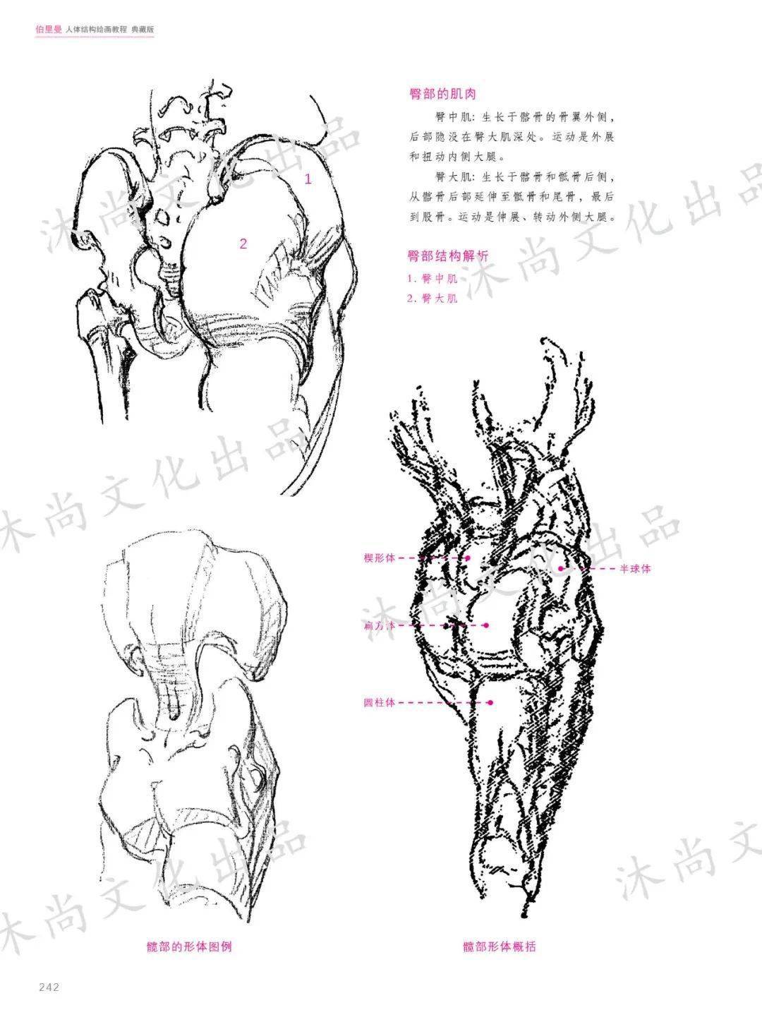 伯裡曼人體結構繪畫教程