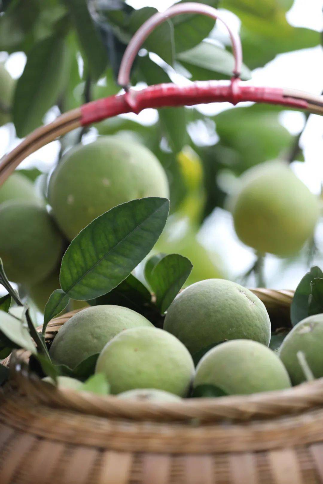 跨越1600多年的吴川名果,你吃过么?