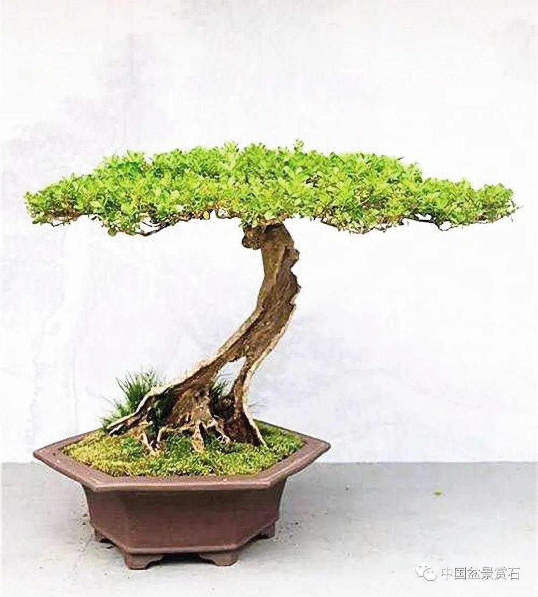 象形盆景钩沉录