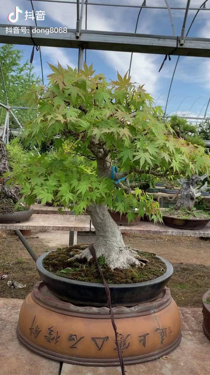 山红叶大根盘非常厉害