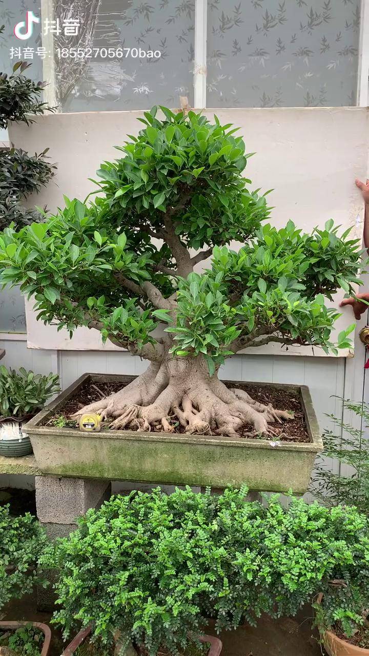 百年白皮榕树霸气十足