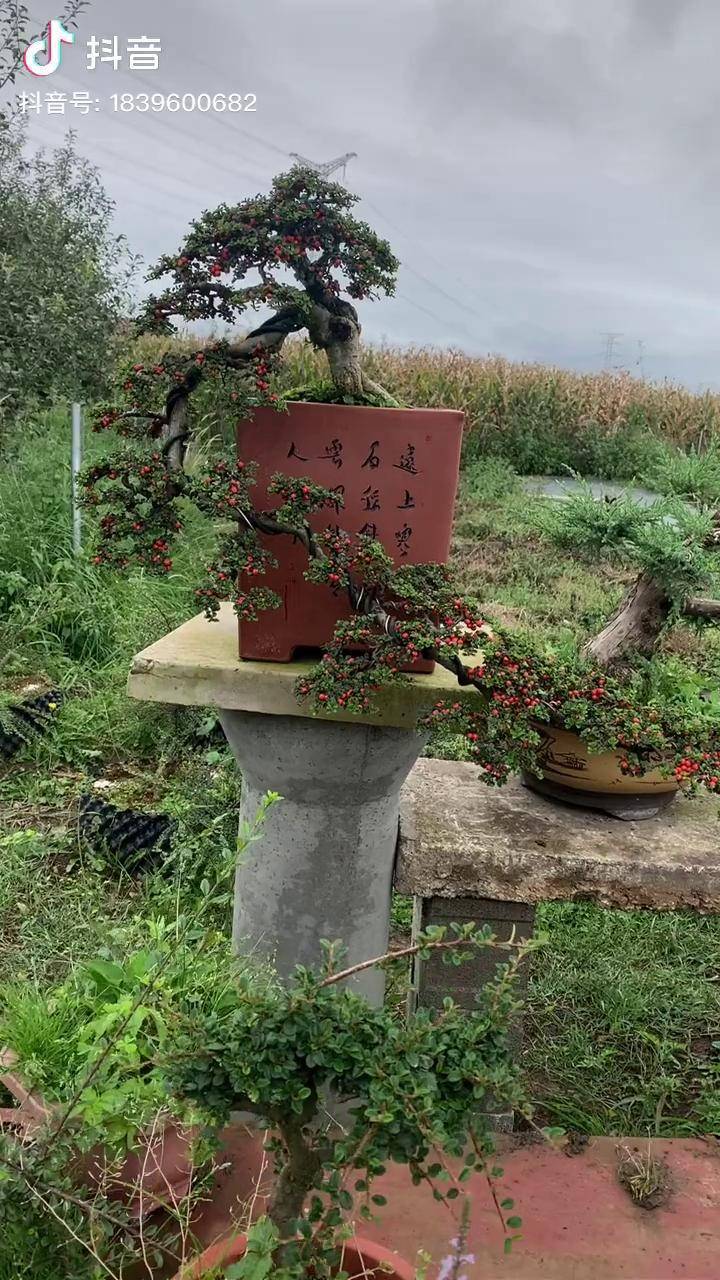 悬崖荀子精品