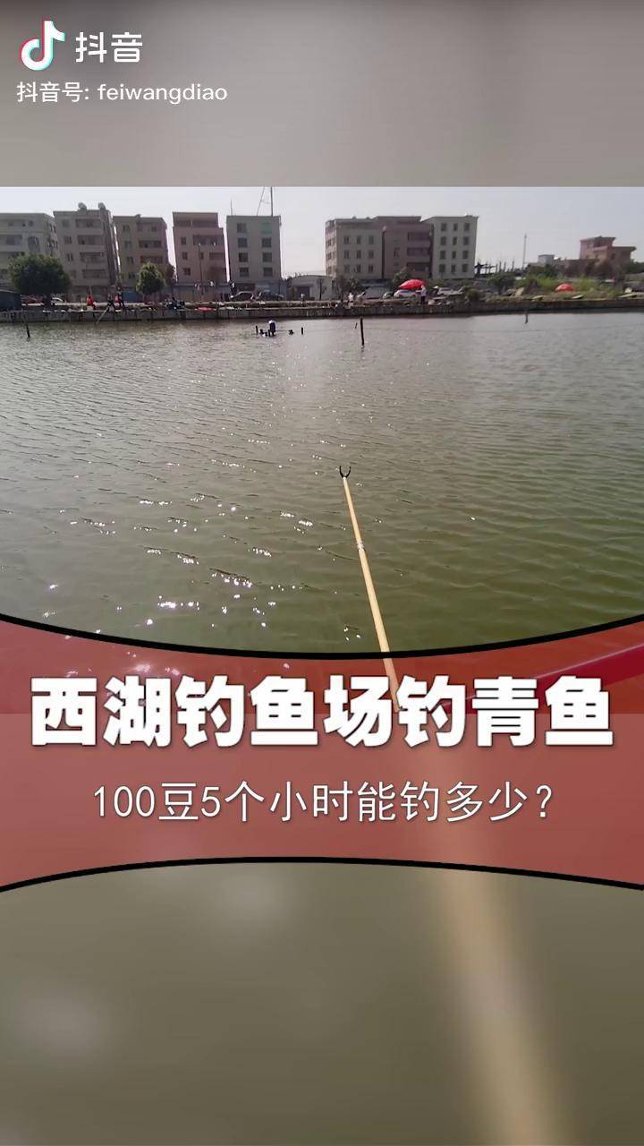 马上开始钓罗非!分享钓罗非技巧!非王钓李闯钓鱼