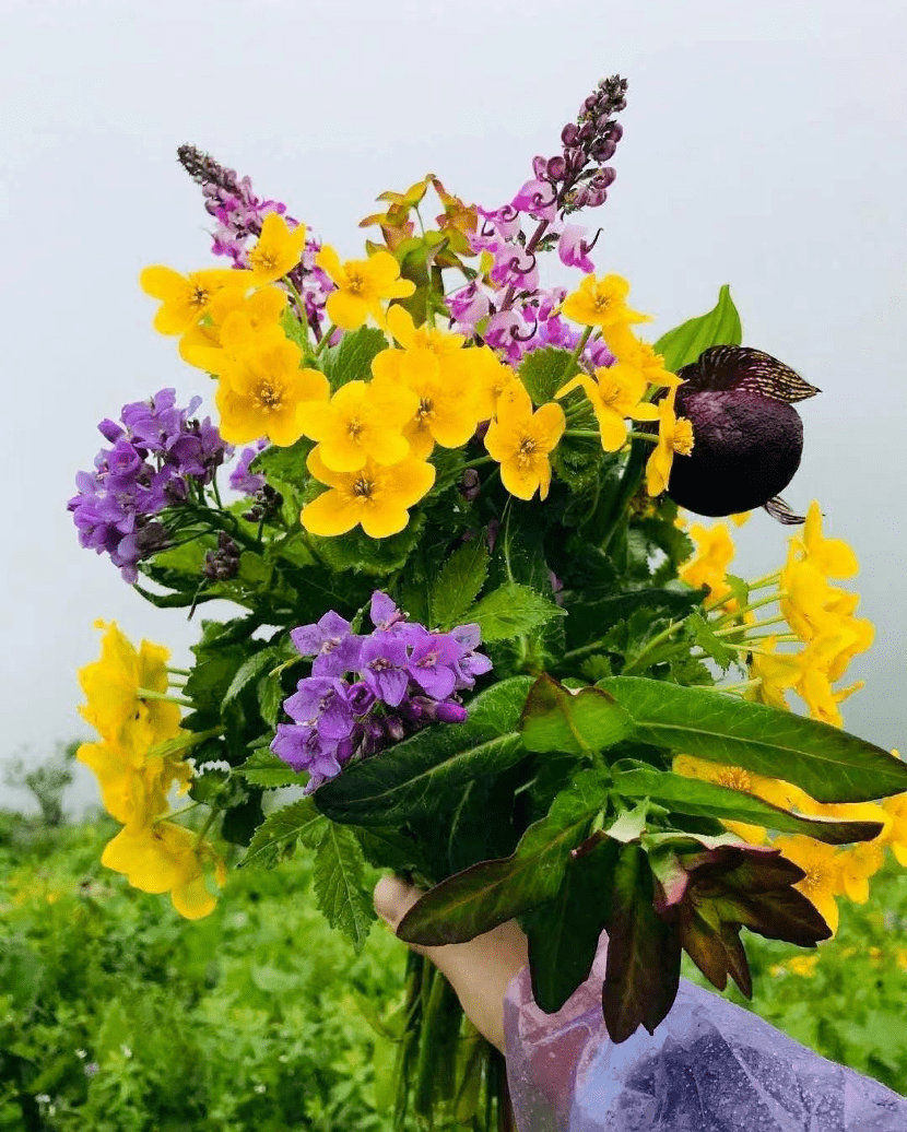 诱导发qby世间槐花客
