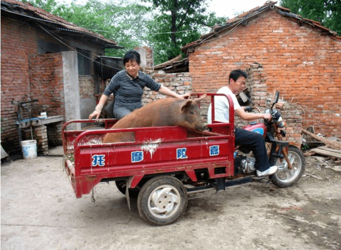 大猪一打屠厂电话他马上就想来拉,如果真是猪太多的话他不会马上来拉