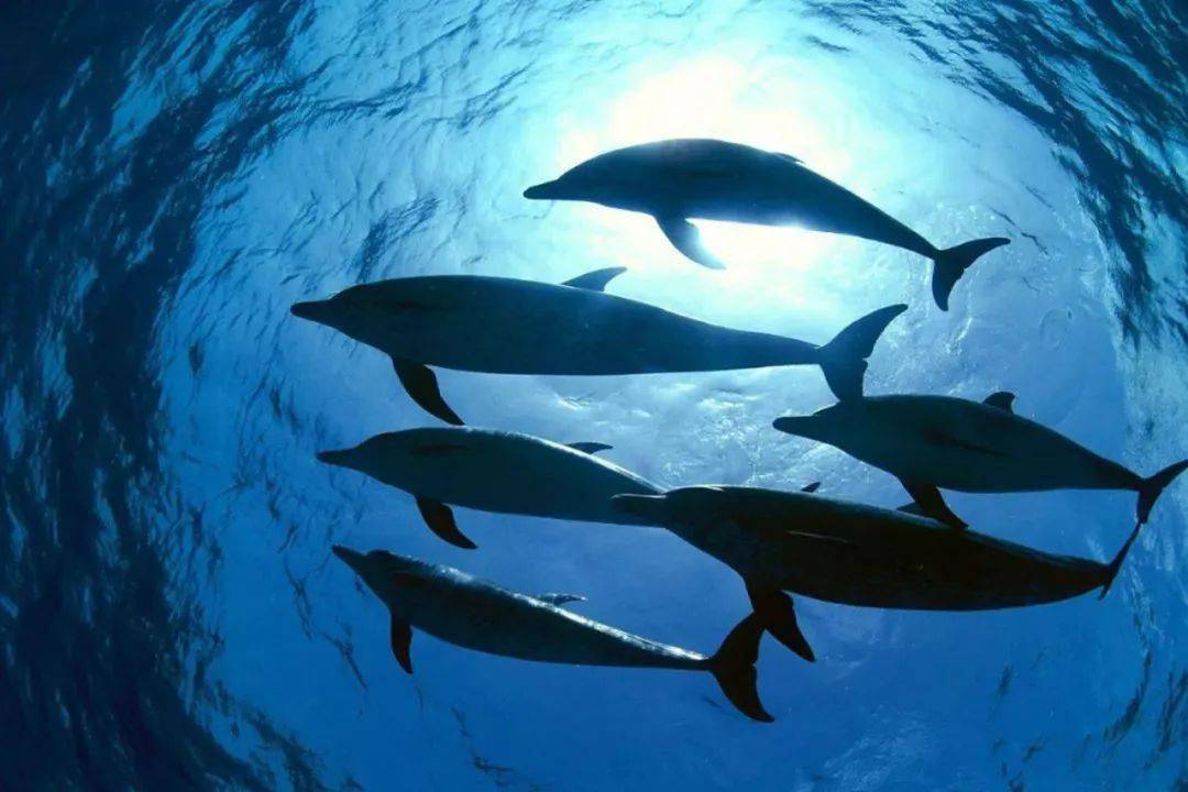 灵感|时尚圈的新物种，一只“海豚”的潮流单品“上位”史