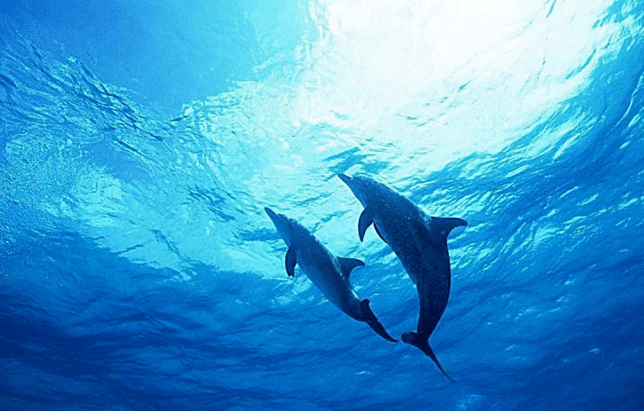 灵感|时尚圈的新物种，一只“海豚”的潮流单品“上位”史