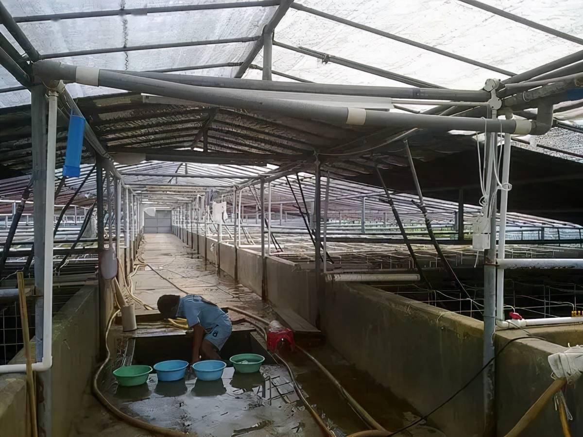 成功养虾的基础是选择优质苗种优选虾苗应注意把好这九关