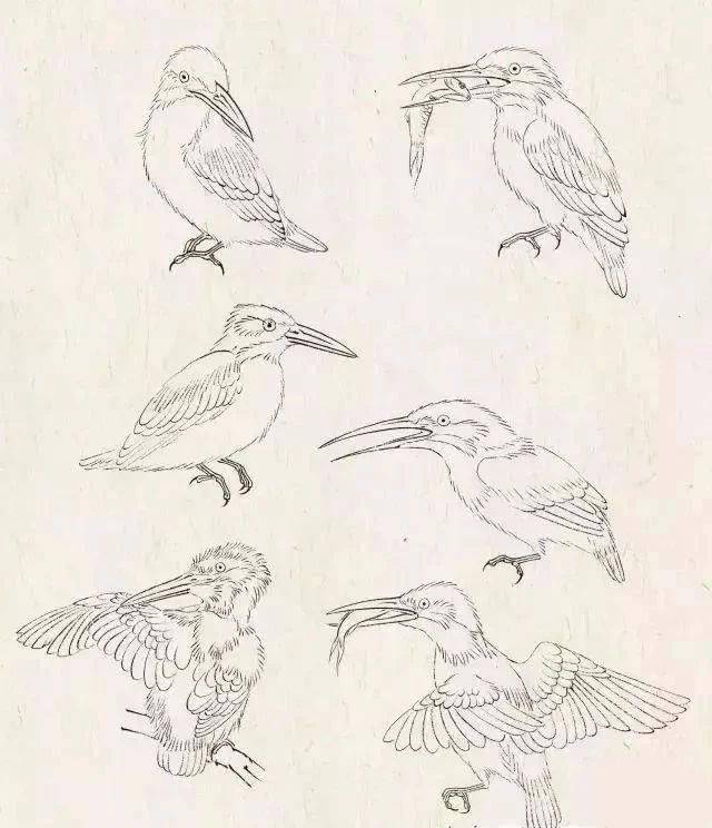 漂亮的翠鸟是这样画的