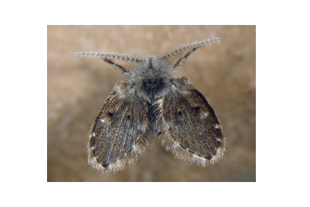 的积水,既脏又湿,而我们生活中的不少地方都可能成为它的生长繁殖基地