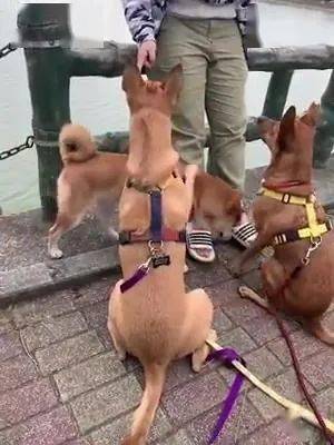 什么|全部坐好才发零食，阿柴却一直不听话，旁边的狗子都急坏了……