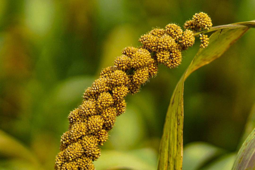 谷米飘香,大侯家御贡页岩小米,火热上市,欲购从速!_侯家村
