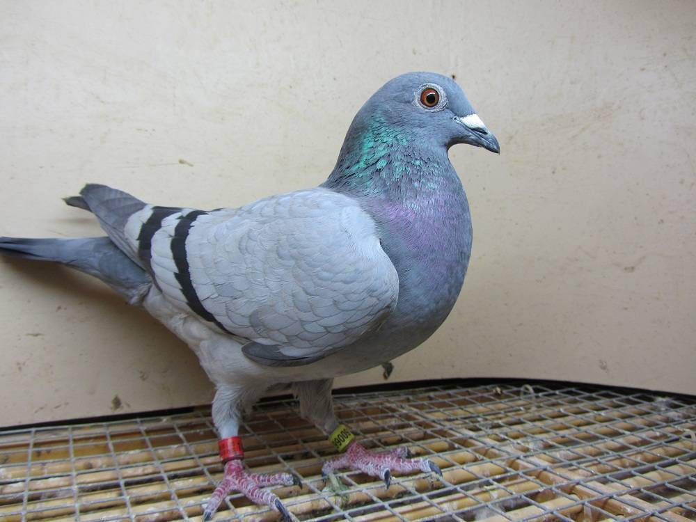 不要依靠鸽药来维持你的鸽子的健康