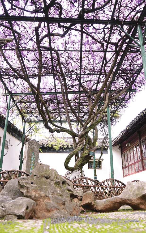 苏州博物馆紫藤园图片