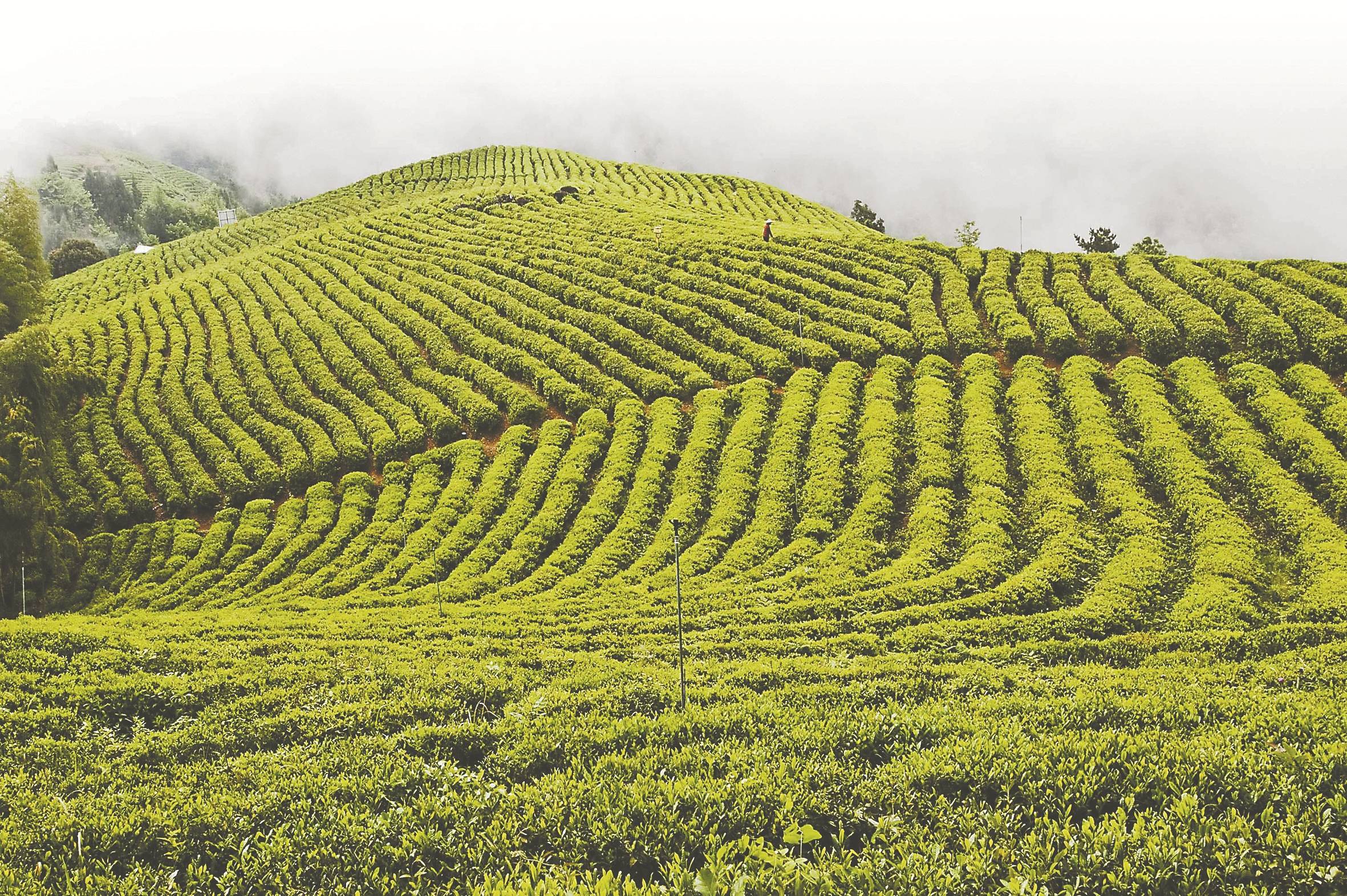 香气|探究“东方神奇树叶”的奥秘
